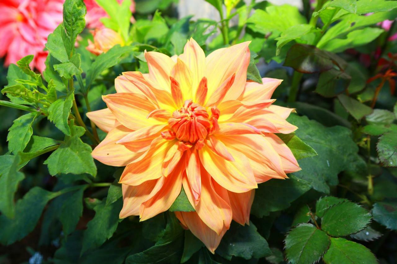 Dahlia Mount View Hotel 努沃勒埃利耶 外观 照片